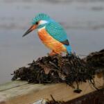 Houten vogel - ijsvogel