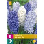 Hyacint Blue Water - mix wit en blauw (10 stuks)