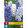 Hyacint Blue Water - mix wit en blauw (10 stuks)