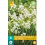 Hyacinthoides hispanica - boshyacint wit (10 stuks)