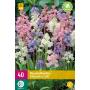 Hyacinthoides hispanica - boshyacint mix (40 stuks)