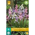 Hyacinthoides hispanica - boshyacint mix