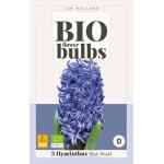 Hyacinthus Blue Pearl - Bio flowerbulbs (3 stuks)