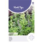 Hyssop - Hyssopus officinalis