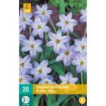 Ipheion Wisley Blue (20 stuks)