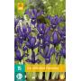 Iris Harmony - dwergiris (15 stuks)