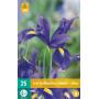 Iris hollandica - blauw (25 stuks)