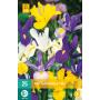 Iris hollandica - mix (25 stuks)