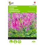 Kattensnor Rose Queen - Cleome spinosa