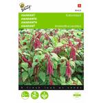 Rode Kattenstaart - Amaranthus caudatus