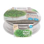 Buzzy Seeds kiemgroenten - Kweekset + rucola zaden