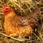 Zittende kip levensecht - bruin