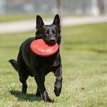 Kong flyer frisbee - small