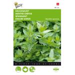 Kruizemunt - Mentha spicata