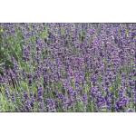 Lavandula angustifolia 'Hidcote' - Lavendel - Lavandula angustifolia 'Hidcote'