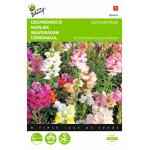 Leeuwenbekje - Antirrhinum majus nanum