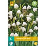 Leucojum aestivum - lenteklokje