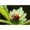 Ecostyle lieveheersbeestjes boerderij - Adalia farm