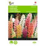 Lage Lupine Minarette - Lupinus polyphyllus