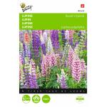 Lupinus polyphyllus Russells Hybrids mix