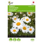 Margriet May Queen - Chrysanthemum leucanthemum