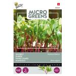 Microgreens snijbiet regenboogmengsel