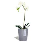 ECOPOTS Morinda orchideeënpot - blauwgrijs Ø 14 cm