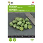 Muismeloen, Cucamelon - Melothria scabra