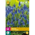 Muscari armeniacum - blauw druifje (50 stuks)