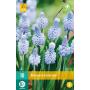 Muscari azureum - blauw druifje (10 stuks)