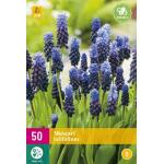 Muscari latifolium - blauw druifje