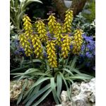 Muscari macrocarpum Golden Fragrance