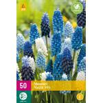 Muscari Magic Mix (50 stuks)