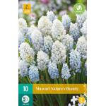 Muscari Nature's Beauty