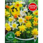 Narcissen PROMO Botanisch Gemengd