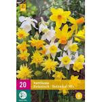 Narcissus Botanical Mix - Botanisch (20 stuks)