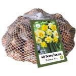 Narcissus dubbelbloemig mix - netje (40 stuks)