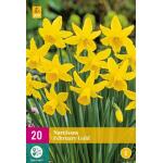 Narcissus February Gold (20 stuks)