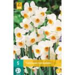 Narcissus Geranium - meerbloemige narcis (5 stuks)