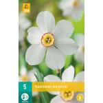 Narcissus Recurvus - kleinkronig