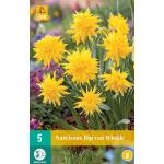 Narcissus Rip van Winkle - botanische narcis (5 stuks)