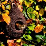 Wildlife world nestbuidel roodborst - Wicker