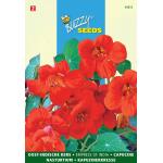 Oost-Indische kers Empress of India - Tropaeolum majus nanum