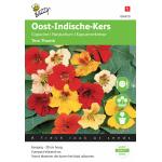 Oost-Indische kers Tom Thumb - Tropaeolum majus nanum