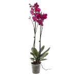 Vlinderorchidee Phalaenopsis 'Pavarotti', rood/bordeaux - 2 takken