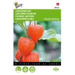 Lampionplant - Physalis alkekengi