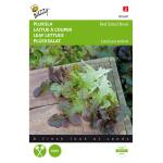 Pluksla Red Salad Bowl - Lactuca sativa