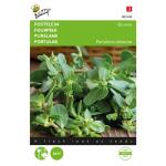 Postelein Groene - Portulaca oleracea