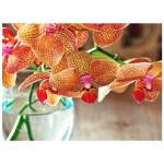 Substral potgrond orchidee - 6 L