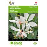 Prachtkaars - Gaura Sparkle White